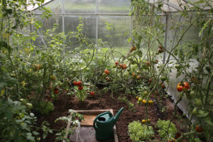 Greenhouse Garden photo